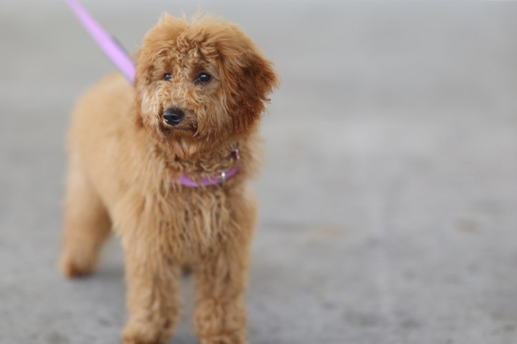 Poppy our wellbeing dog who is a caramel coloured caboodle is being led around the school on her lead.