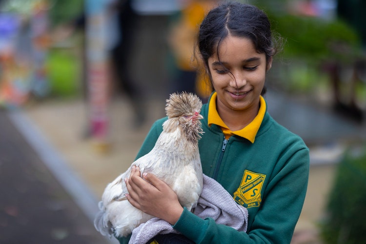 A girl holding Squeakers, one of our Ecogarden chickens. Squeakers is a fluffy white chicken.