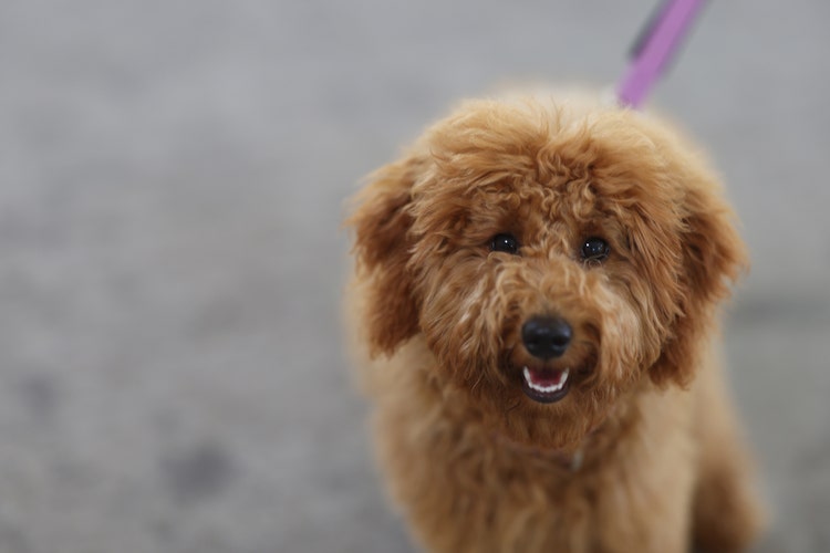 Poppy our Wellbeing dog.